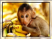 Małpka, Banany