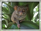 Małpka, Oczy, Bohol Tarsier, Duże