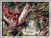 Małpy, Liany, Orangutany, Dżungla