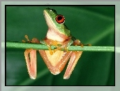 Malutka żabaka