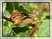 Malutka, Liście, Wiewiórka, Chipmunk