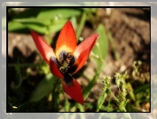 Mały, Tulipan