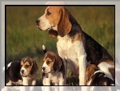 Beagle, Mama, Szczeniaki