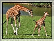 Żyrafa, Mama, Młode