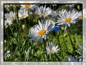 Niebieski, Motyl, Kwiaty, Margerytki