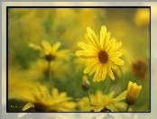 Żółte, Margerytki, Kwiaty