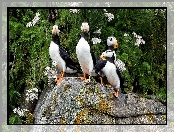 Kamień, Roślinność, Ptaki, Maskonury