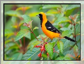 Żółto-czarny, Kacyk maskowy, Liściaste, Ptak, Gałązki