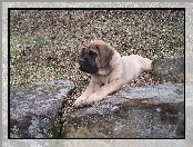 Mastif angielski, Mastiff, kamienie