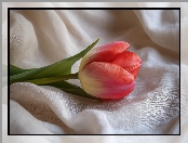 Jasnoczerwony, Materiał, Biały, Tulipan, AI