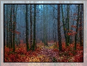 Mgła, Jesień, Bezlistne, Drzewa, Las