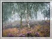 Anglia, Brzozy, Mgła, Park Narodowy Peak District, Wrzosowisko, Wrzos, Drzewa