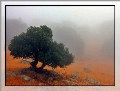 Drzewo, Mgła, Kamienie