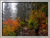 Krzewy, Ścieżka, Jesień, Mgła, Drzewa, Kolorowe, Las