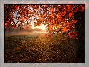 Jesień, Promienie słońca, Dąb, Jezioro, Drzewa, Gałęzie, Liście, Mgła