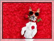 Śmieszne, Jack Russell terrier, Róża, Płatki, Okulary