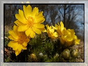 Miłek wiosenny, Zbliżenie, Żółte, Kwiaty