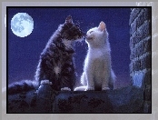 Miłość, Dwa, Koty, Pełnia, Księżyca