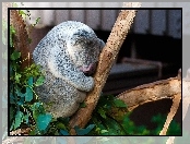 Śpiący, Drzewo, Miś, Koala