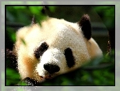 Miś, Panda