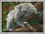 Śpiący, Miś, Koala