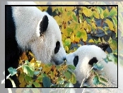 Dwa, Misie, Panda