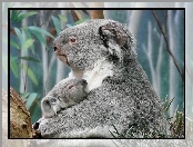 Misie, Koala