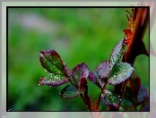 Młode, Rosa, Listki, Krople