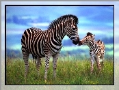 Zebra, Młode, Trawa
