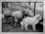 Młody, Owczarek węgierski Kuvasz, owce