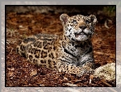Młody, Jaguar