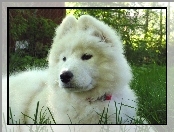 młody, Samojed