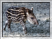 Młody, Tapir