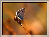 Motyl, Modraszek, Owad
