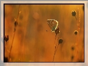 Motyl, Modraszek, Rośliny
