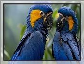 Papugi, Modroary hiacyntowe, Dwie, Niebieskie