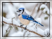 Modrosójka, Gałąź, Ośnieżona