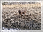 Mokry, Chesapeake Bay retriever