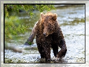 Niedźwiedź brunatny, Rzeka, Mokry