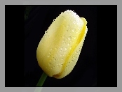 Żółty, Mokry, Tulipan
