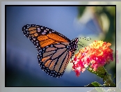 Motyl monarcha, Kwiat
