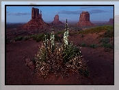 Monument Valley, Wyżyna Kolorado, Kwiat, Rezerwat Indian Navaho, Stany Zjednoczone Juka karolińska, Dolina Pomników, Stan Utah, Skały, Juka karolińska