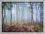 Anglia, Drzewa, Wrzosowisko, Stanton Moor, Wrzosy, Polana, Park Narodowy Peak District, Brzozy, Las, Mgła