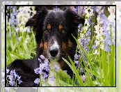 Mordka, Pies, Border collie, Trawa, Kwiaty