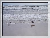 Morze, Mewy, Bałtyckie, Plaża