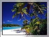 Morze, Antyle, Małe, Dżungla, Barbados, Plaża
