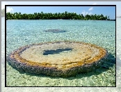 Morze, Atoll, Palmy, Mały