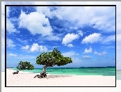 Morze, Dwa, Drzewa, Plaża, Aruba