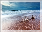Morze, Drzewa, Plaża, Konar