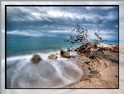 Plaża, Morze, Drzewo